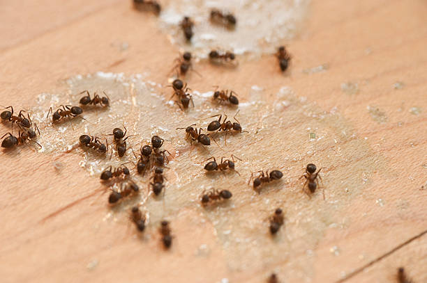 Best Local Pest Control Services  in Northumberland, PA